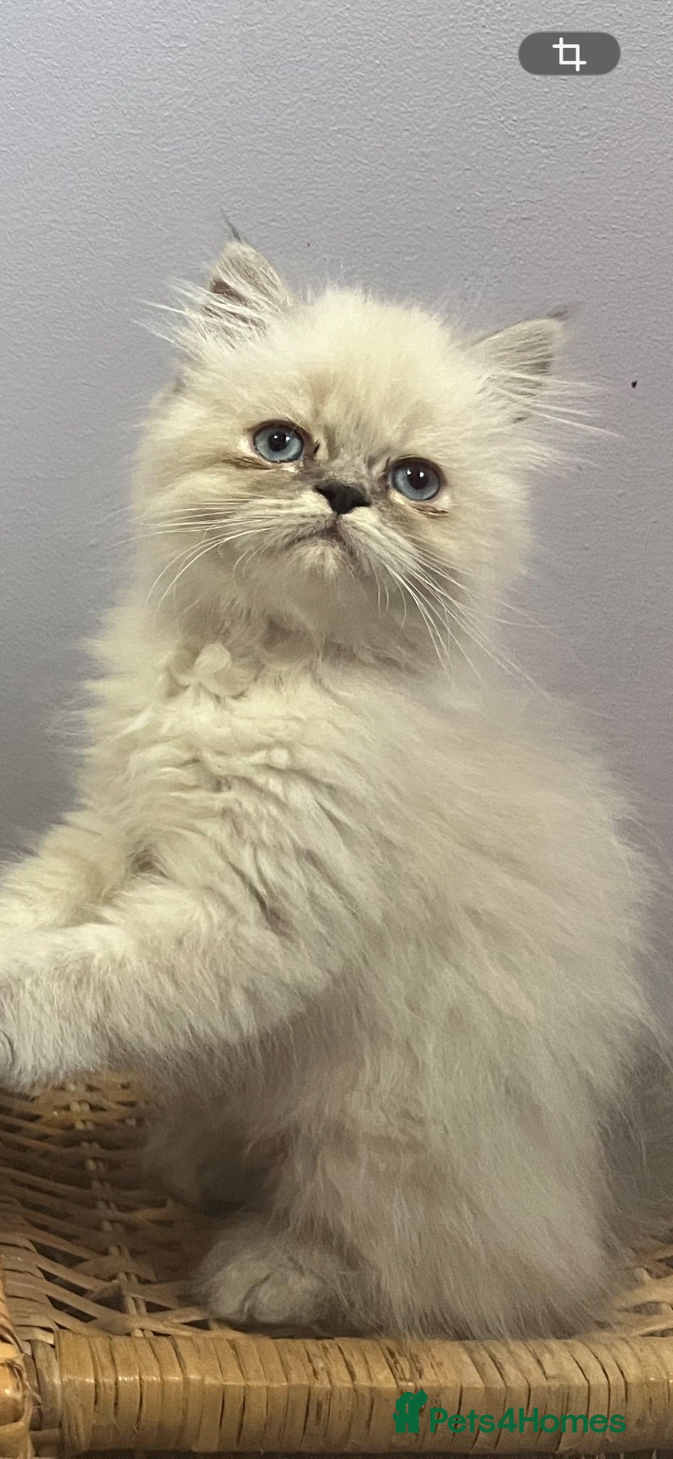 Persian cats READY NOW Fully vaccinated. 1 c/p Persian kitten  - Advert 8