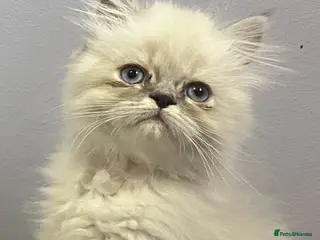 Persian cats READY NOW Fully vaccinated. 1 c/p Persian kitten - Advert 8