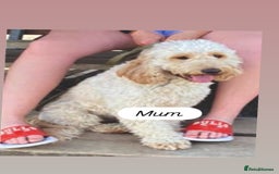 Cockapoo dogs for sale: *READY NOW* Beautiful F1b Cockapoo Puppies - Image 17