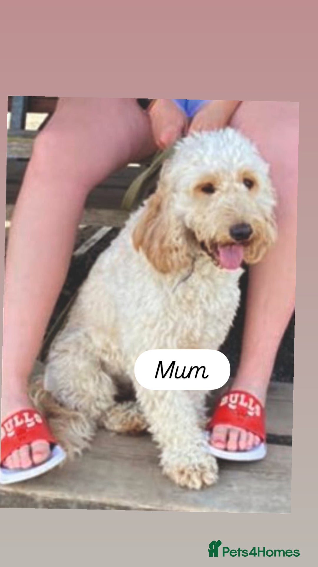 Cockapoo dogs for sale: *READY NOW* Beautiful F1b Cockapoo Puppies - Image 17