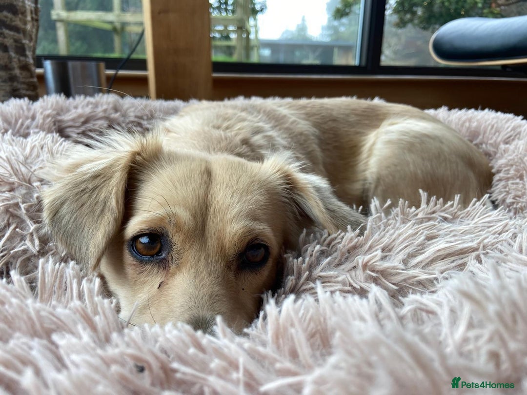 Mixed Breed dogs for adoption: Aurora  - Advert 4