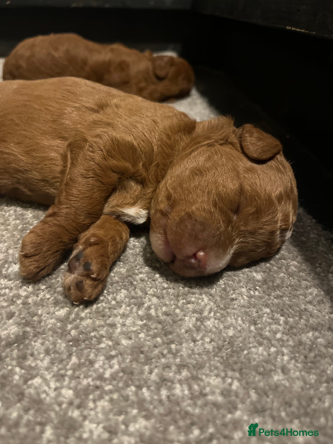 Labradoodle dogs for sale: Labradoodles for sale  - Image 1