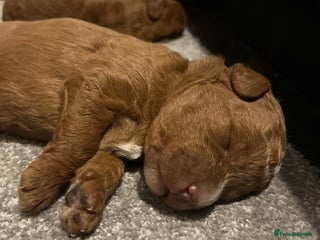 Labradoodle dogs - Advert 1