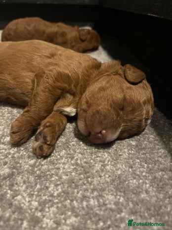 Labradoodle dogs - Advert 1