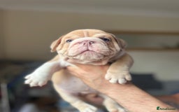 English Bulldog dogs for sale: Beautiful English Bulldog Puppies - Image 9