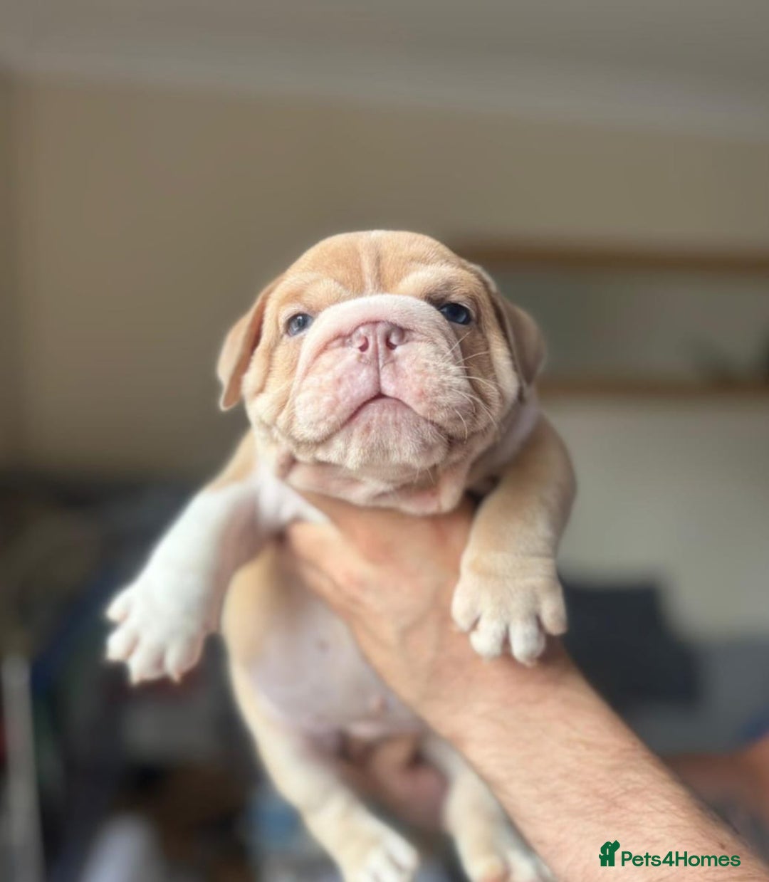 English Bulldog dogs for sale: Beautiful English Bulldog Puppies - Image 9