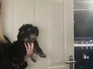 Doxiepoo dogs Beautiful toy poodle phantom rare colour 3/4 pups - Advert 10