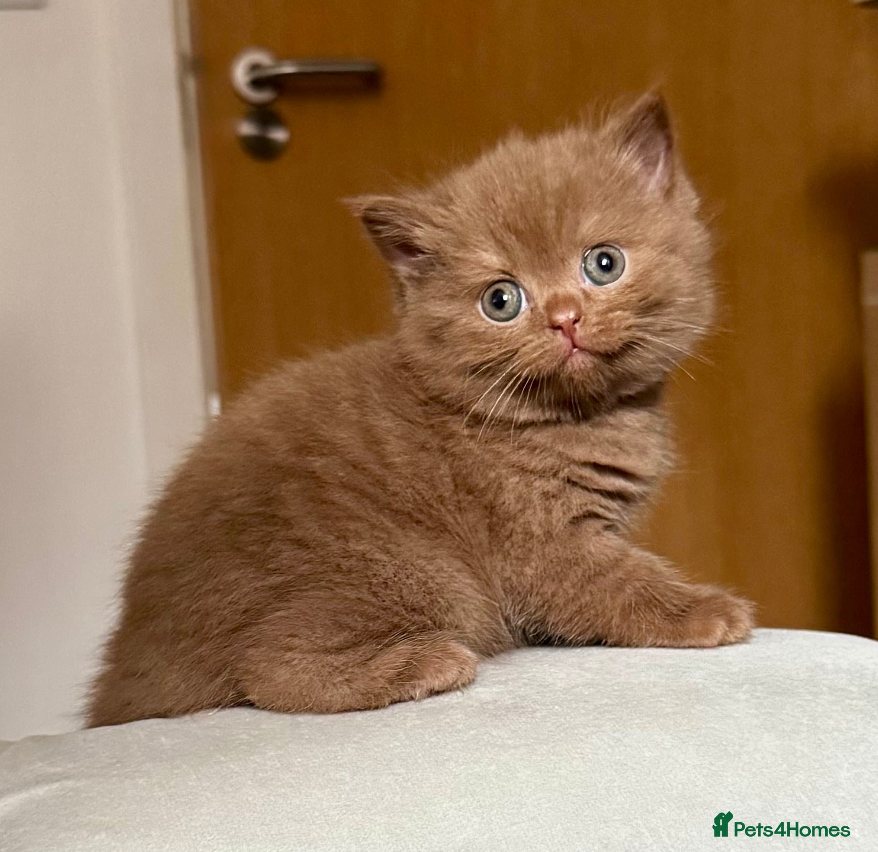 British Shorthair cats British shorthair kittens  - Advert 1