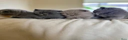 British Shorthair cats for sale: 4 British shorthair kittens  - Advert 10