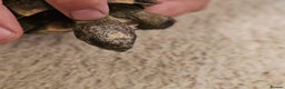 Tortoise reptiles for sale: Tortoises  - Advert 10
