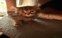 Ragdoll cats for sale: Ragdoll kittens **3** left - Image 6