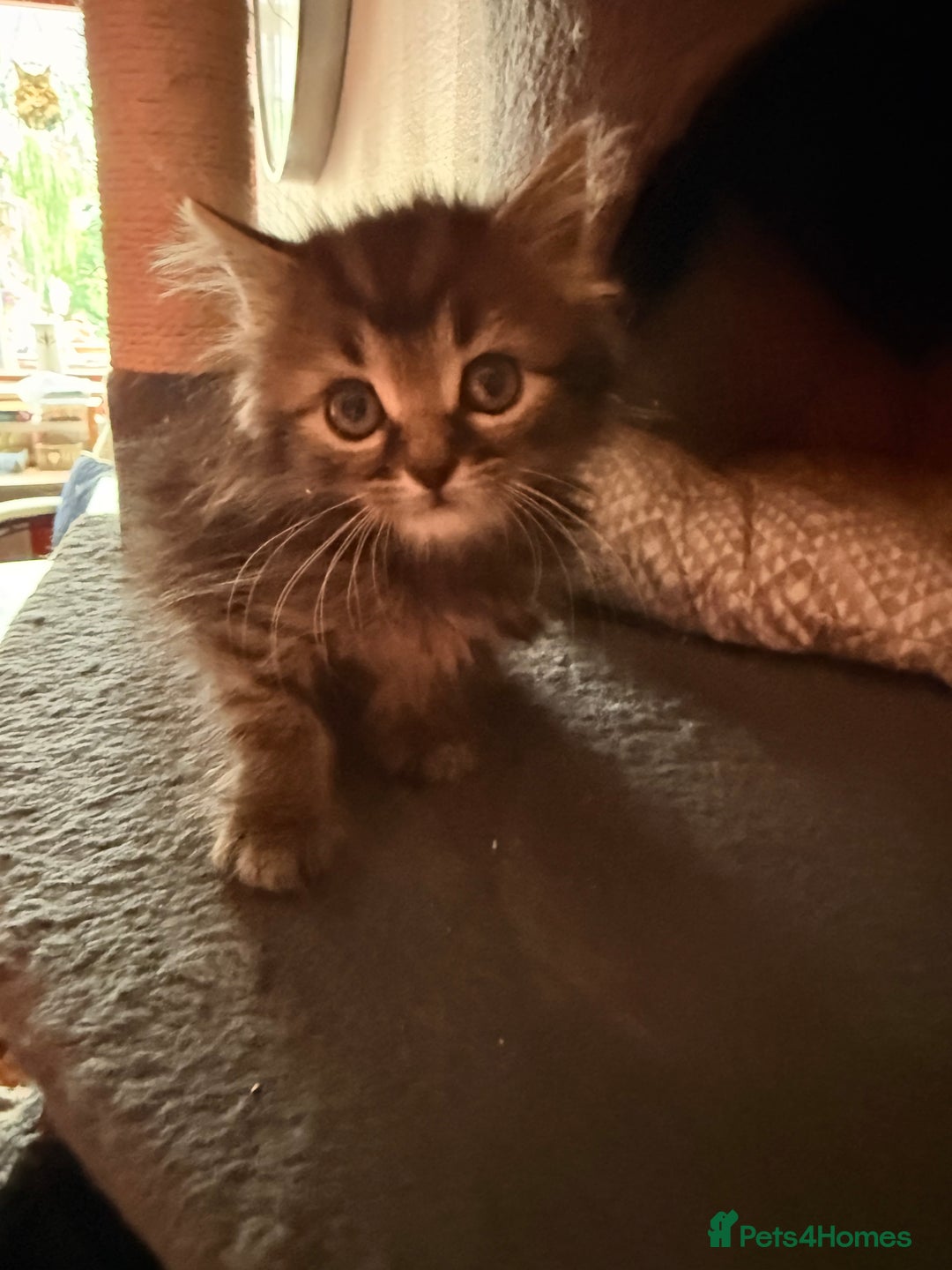 Ragdoll cats for sale: Ragdoll kittens **3** left - Image 6