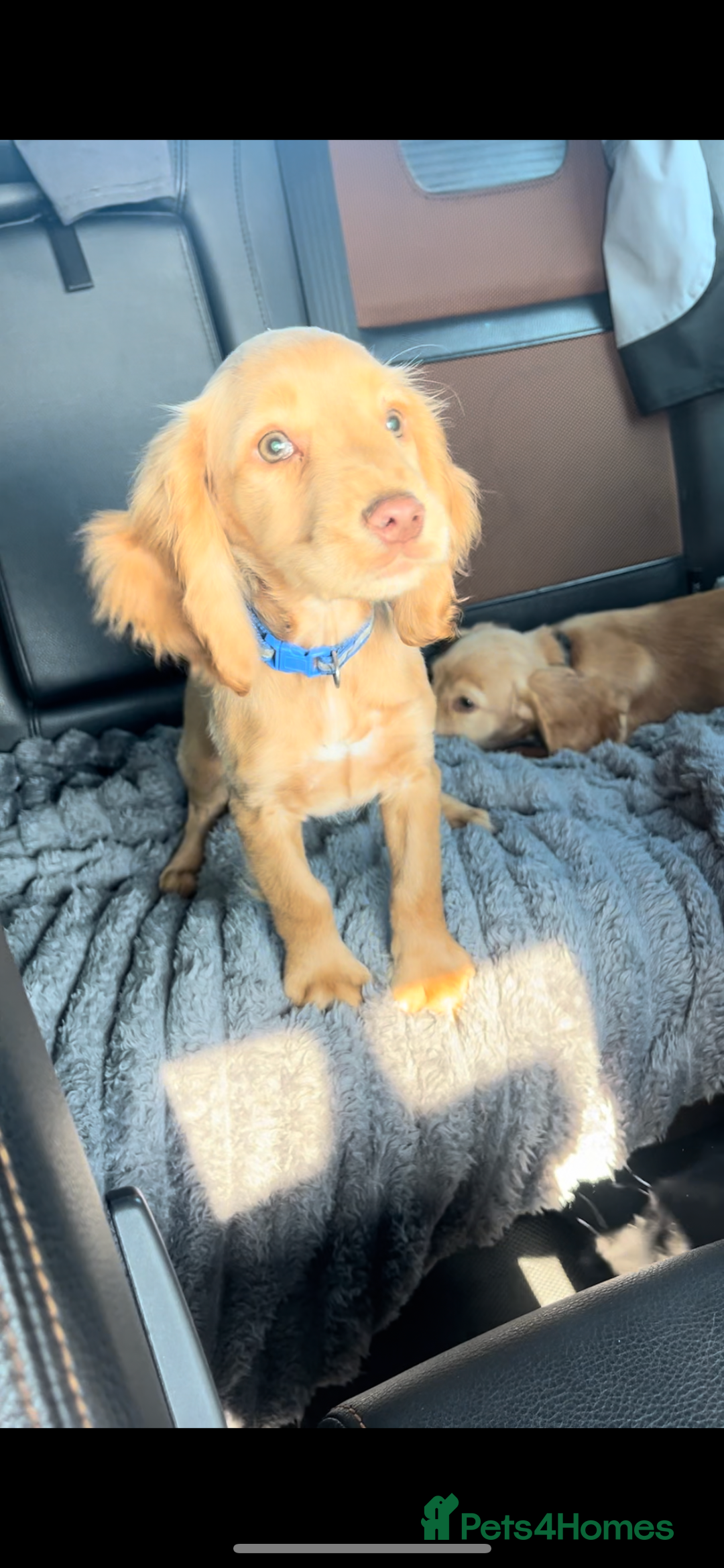Cocker Spaniel dogs for sale: Gorgeous litter of cocker spaniels 2 boys 1 girl  - Image 3