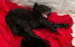 Bombay cats for sale: Kittens for sale  - Image 16