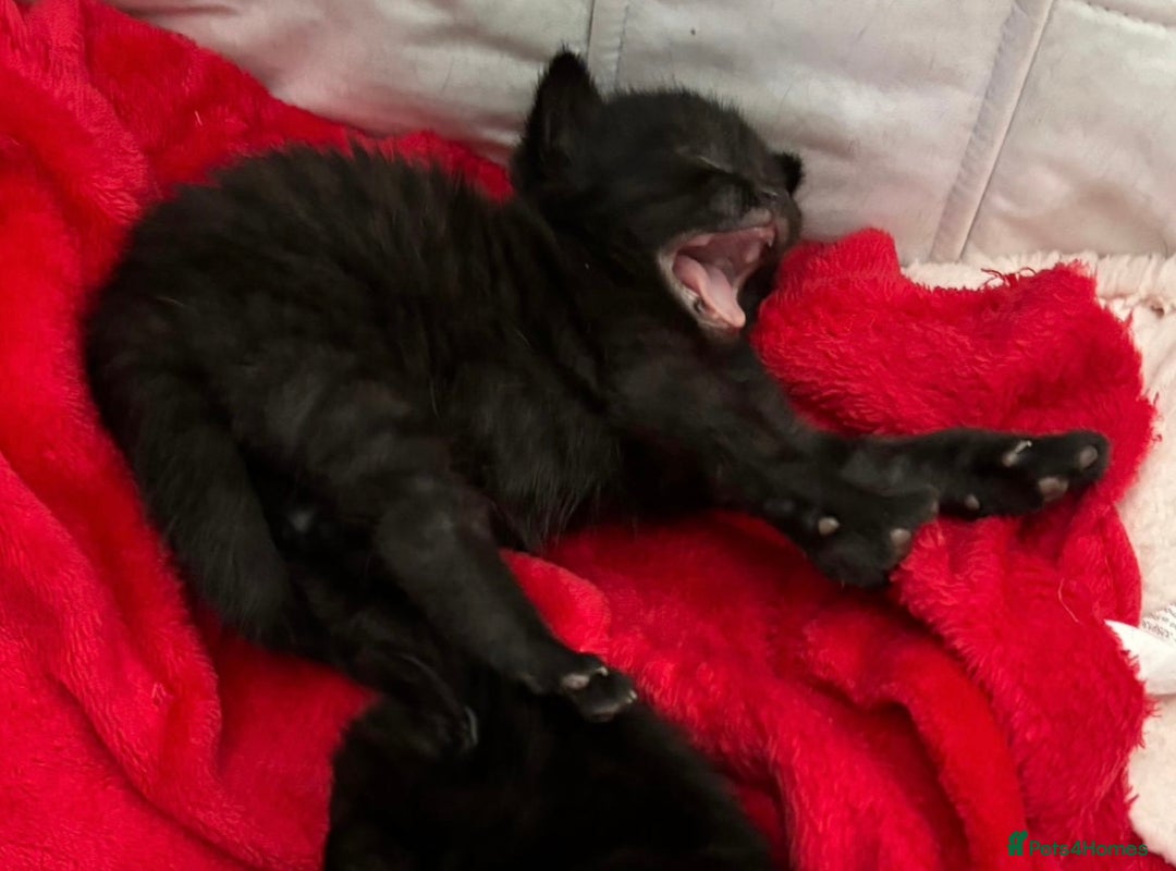 Bombay cats for sale: Kittens for sale  - Image 16