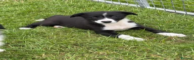 Border Collie 4