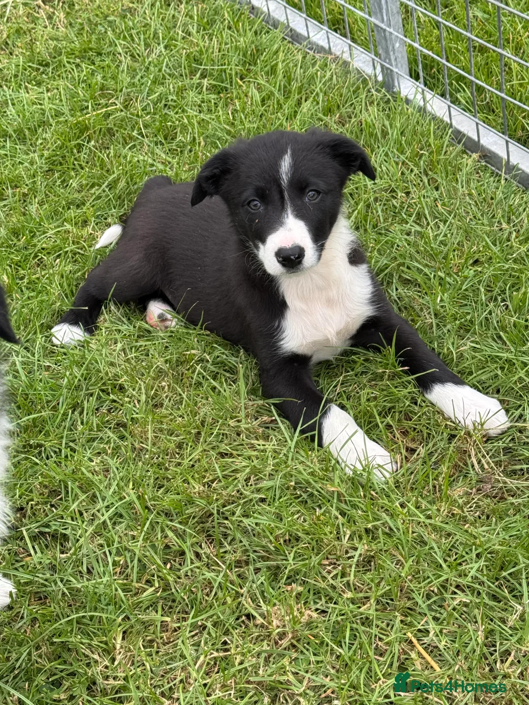 Border Collie dogs for sale: Beautiful KC Reg Border Collie puppies  - Advert 2