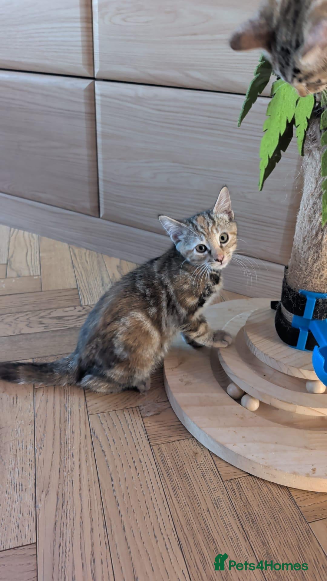 Toyger cats 🐾 Two Beautiful Tiger Kittens Looking  Homes 🐾   - Advert 1