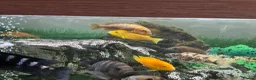 Cichlids fish for sale: Cichlids in Exmouth - Advert 4