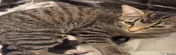 Egyptian Mau cats for sale: Tabby cats  in Burton-on-Trent - Advert 2