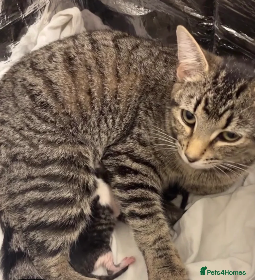 Egyptian Mau cats for sale: Tabby cats  in Burton-on-Trent - Advert 2