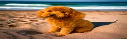 Mixed Breed dogs for sale: F1 maltipoo puppies available Dad Russian poodle - Advert 18