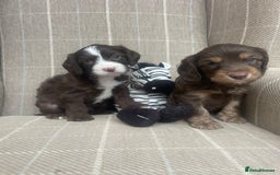 Cavapoo dogs for sale: Beautiful cavapoo puppies  - Image 2