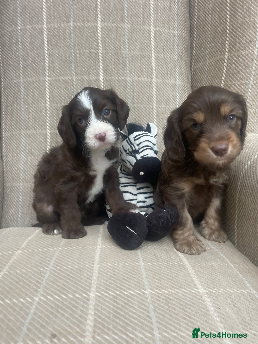 Cavapoo dogs for sale: Beautiful cavapoo puppies  - Image 2