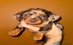Miniature Dachshund dogs for sale: 🩵🩷Stunning KC Reg Mini Dachshunds🩵🩷 - Image 3