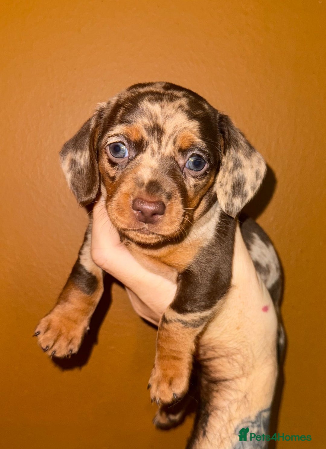 Miniature Dachshund dogs for sale: 🩵🩷Stunning KC Reg Mini Dachshunds🩵🩷 - Image 3