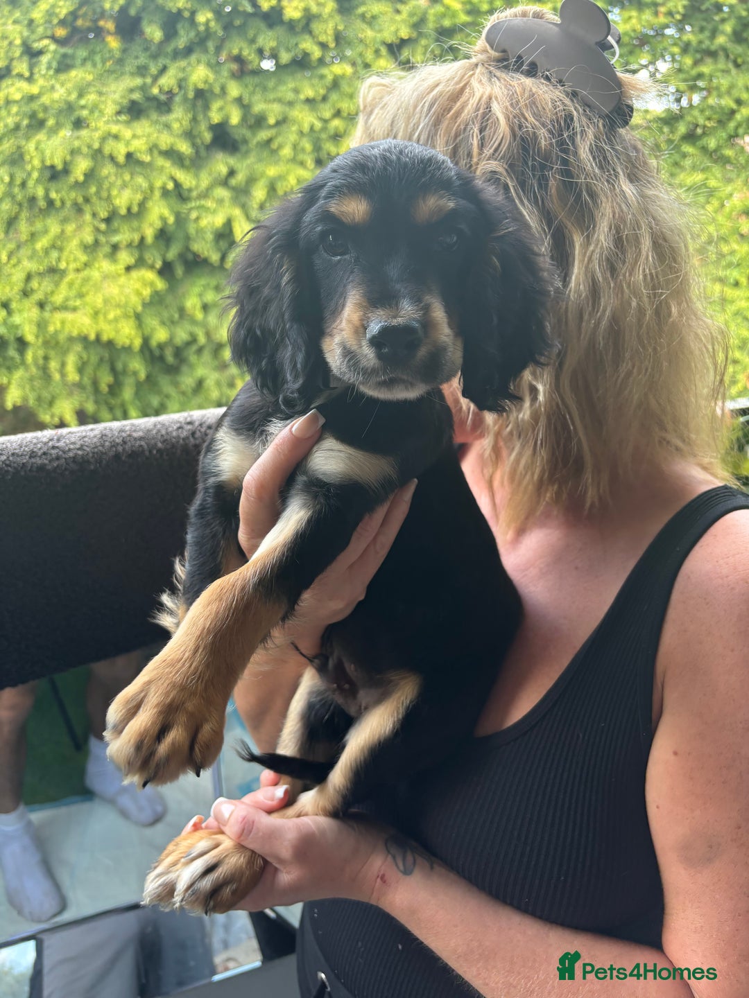 Cocker Spaniel dogs for sale: 10 week old working Cocker spaniel puppy - Image 2