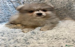 Pomeranian dogs for sale: Ready to leave Pomeranian puppies  - Image 6