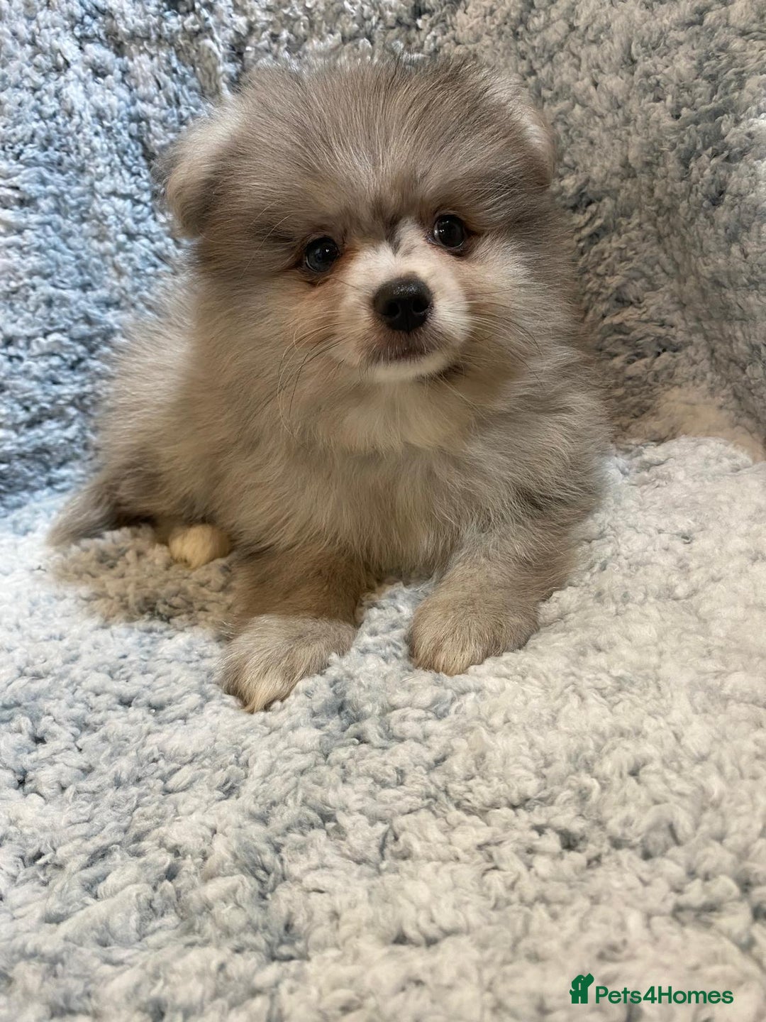 Pomeranian dogs for sale: Ready to leave Pomeranian puppies  - Image 6
