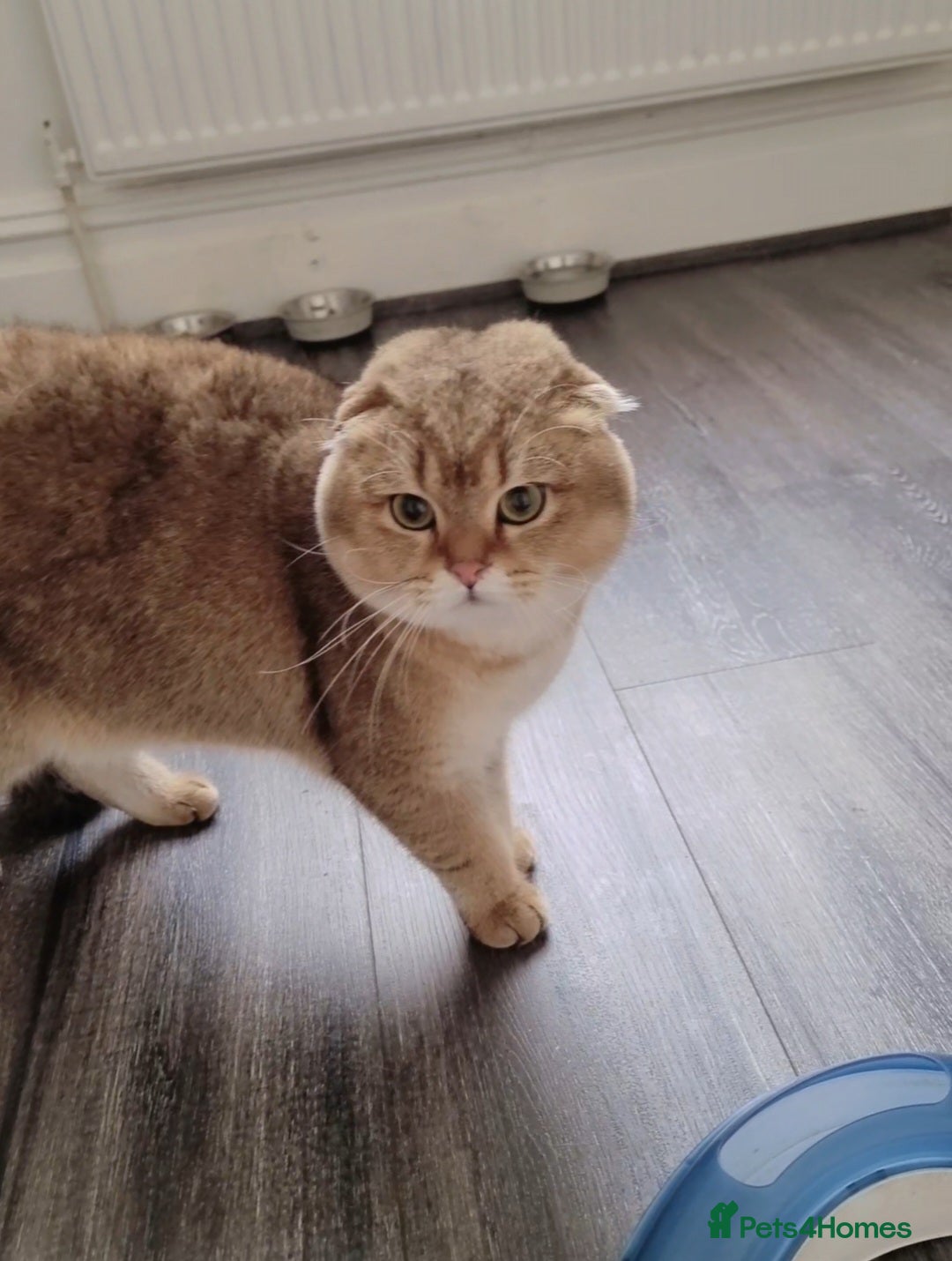 Scottish Fold cats for sale: Scottish fold 1 female left  - Image 6