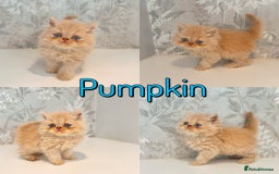 Persian cats for sale: Persian kittens 2 gorgeous boys  - Image 3