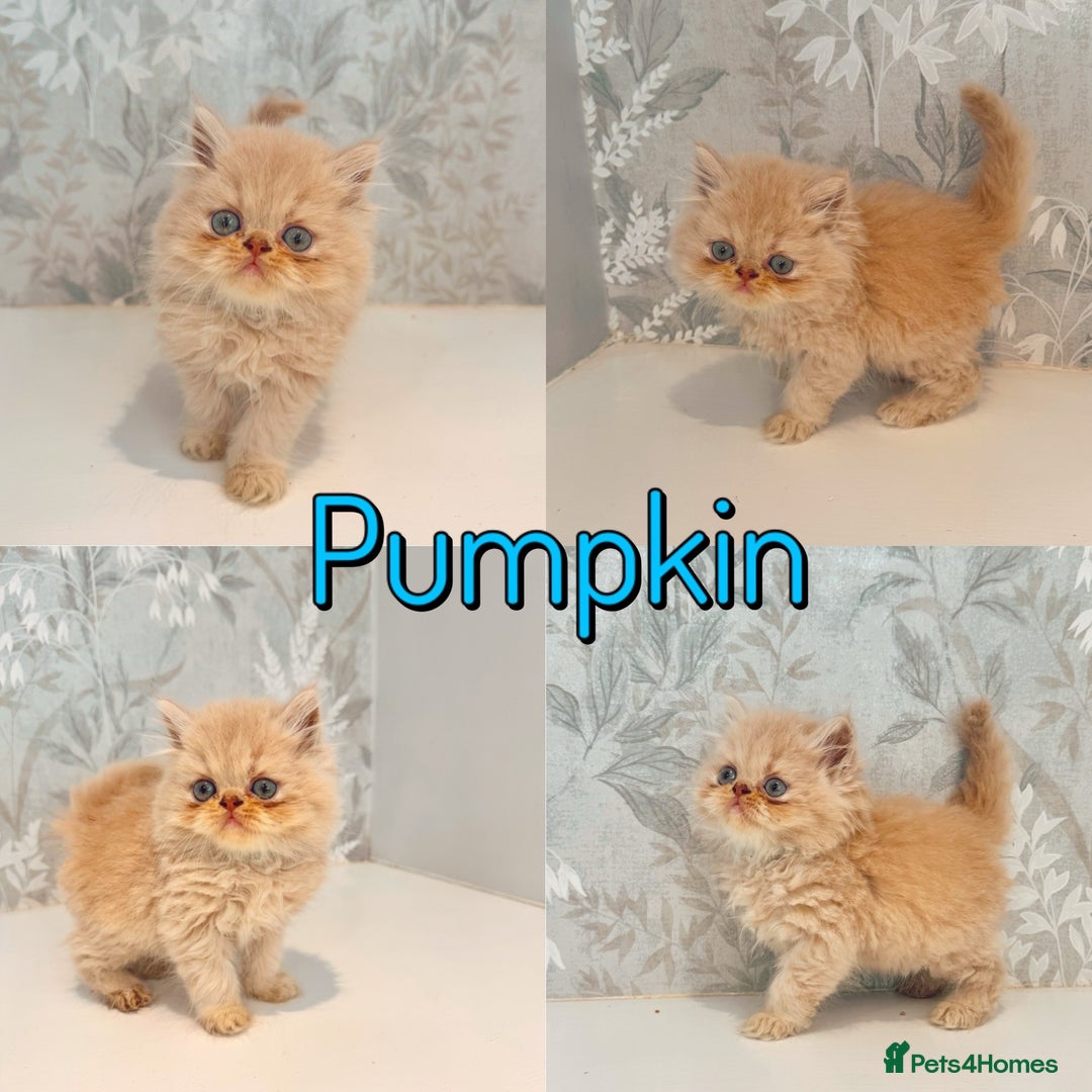 Persian cats for sale: Persian kittens 2 gorgeous boys  - Image 3
