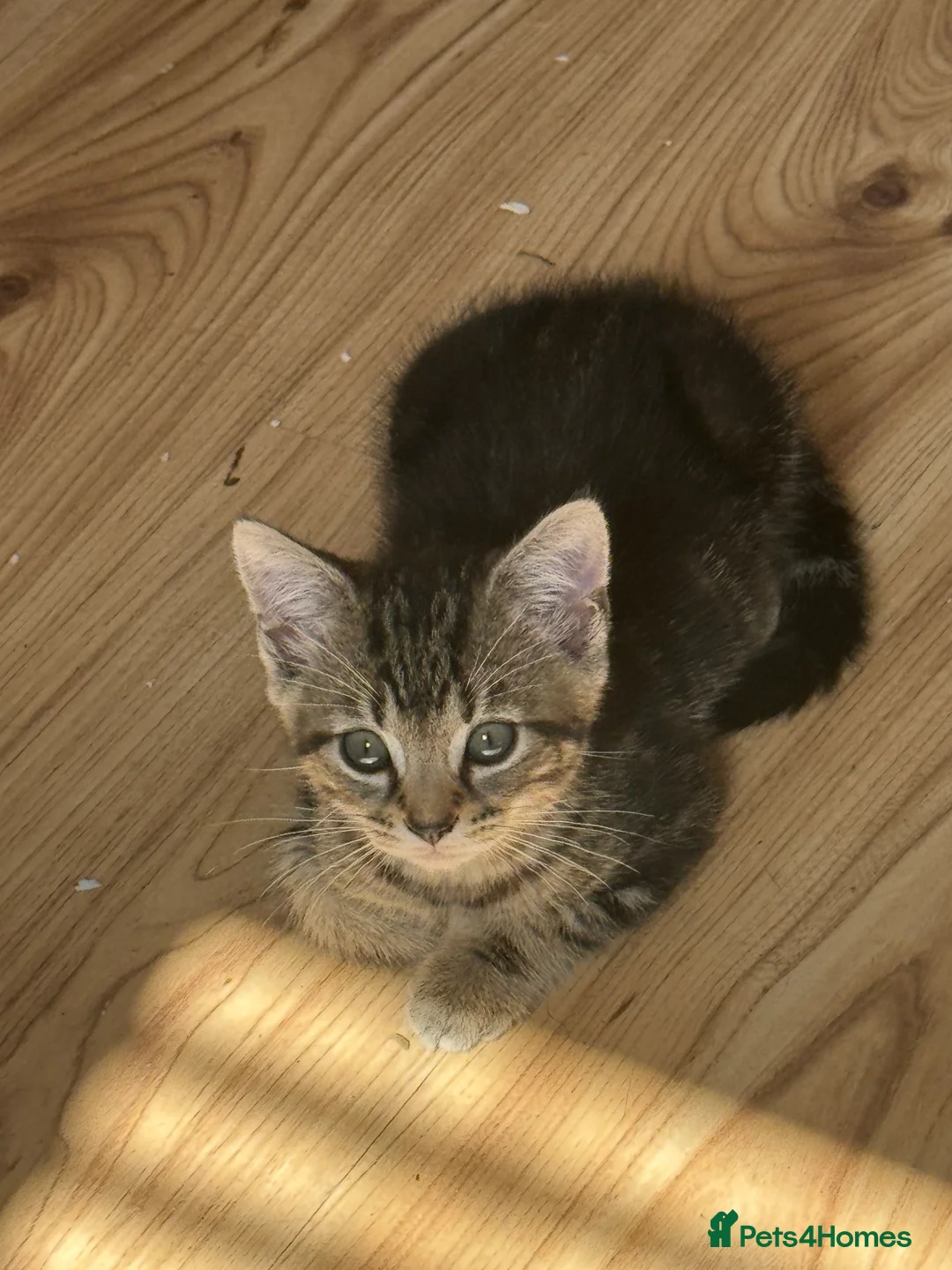 Mixed Breed cats for sale: Kittens for sale  in Wrexham - Advert 14
