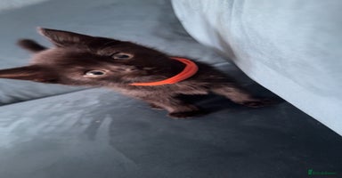 Mixed Breed cats - Advert 12