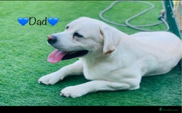 Labrador Retriever dogs for sale: Extensively health tested white chunky Labradors  - Image 4