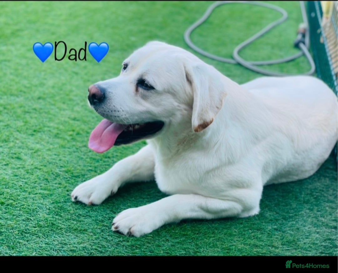 Labrador Retriever dogs for sale: Extensively health tested white chunky Labradors  - Image 4