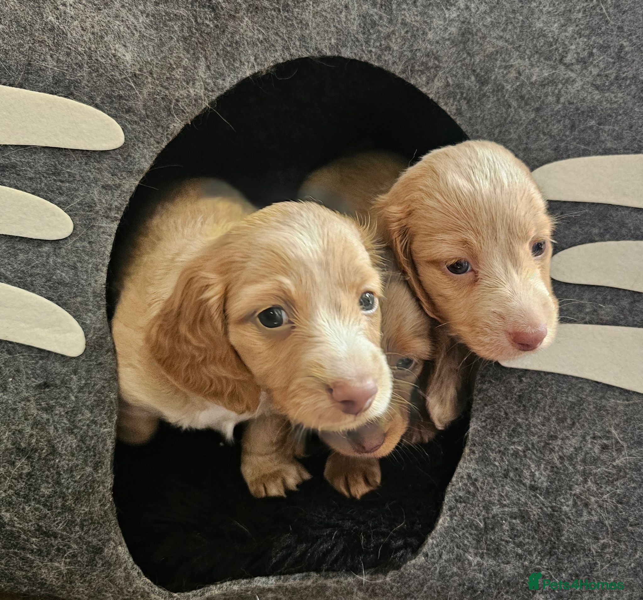 Miniature Dachshund dogs Gorgeous long haired pups, health checked/chipped  - Advert 10