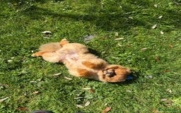 Pomeranian dogs for sale: Gorgeous sable Pom for rehome - Image 5