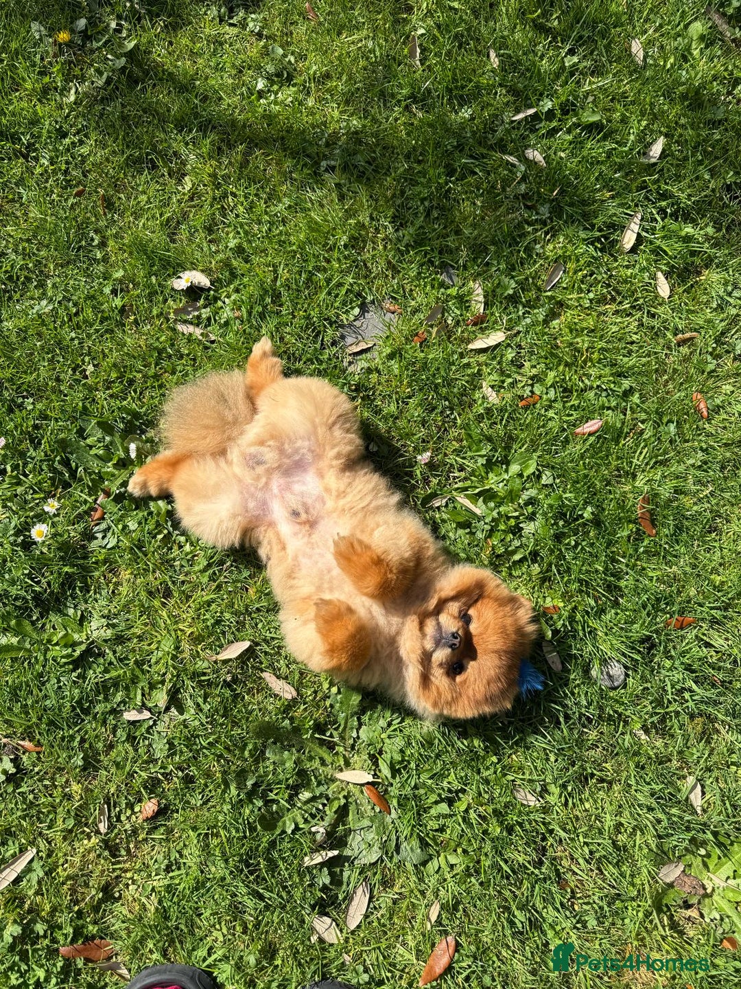 Pomeranian dogs for sale: Gorgeous sable Pom for rehome - Image 5