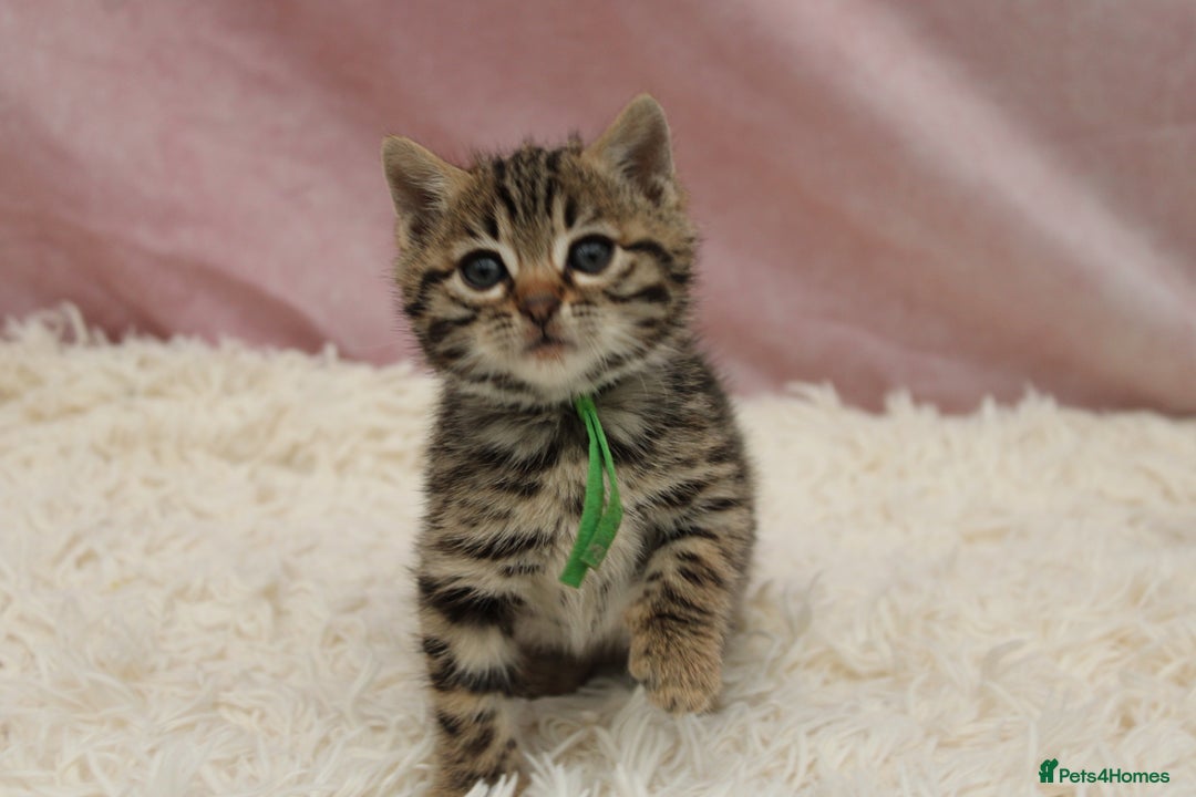 Bengal cats for sale: 🔥Stunning Bengals for reservation only 2 left🔥 - Advert 28