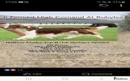 Welsh Springer Spaniel dogs for sale: Welsh Springer Spaniels - Image 3