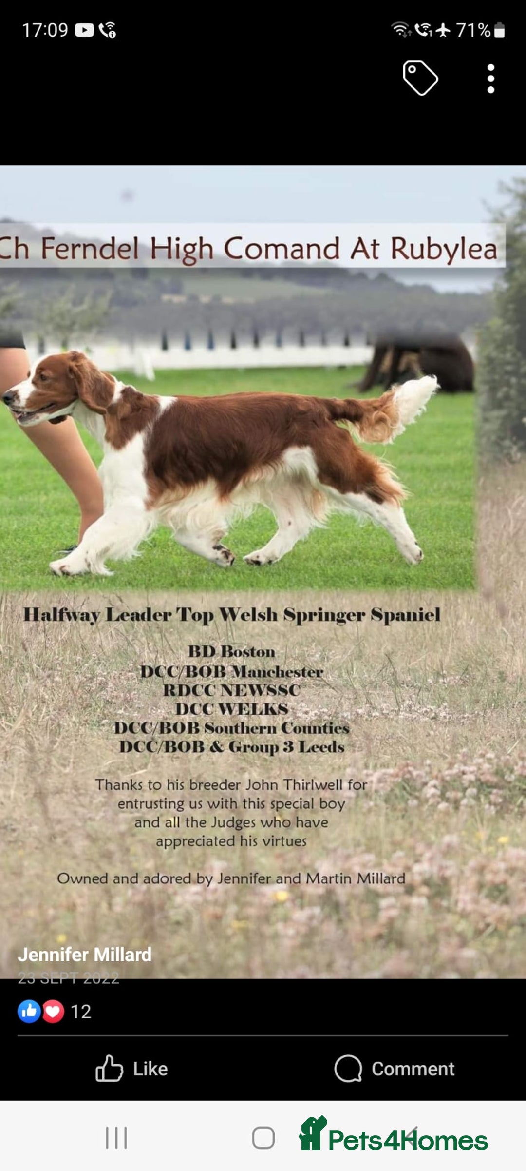 Welsh Springer Spaniel dogs for sale: Welsh Springer Spaniels - Image 3