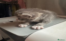 Mixed Breed cats for sale: 3 beautiful greys and a stunning cream kitten - Image 9