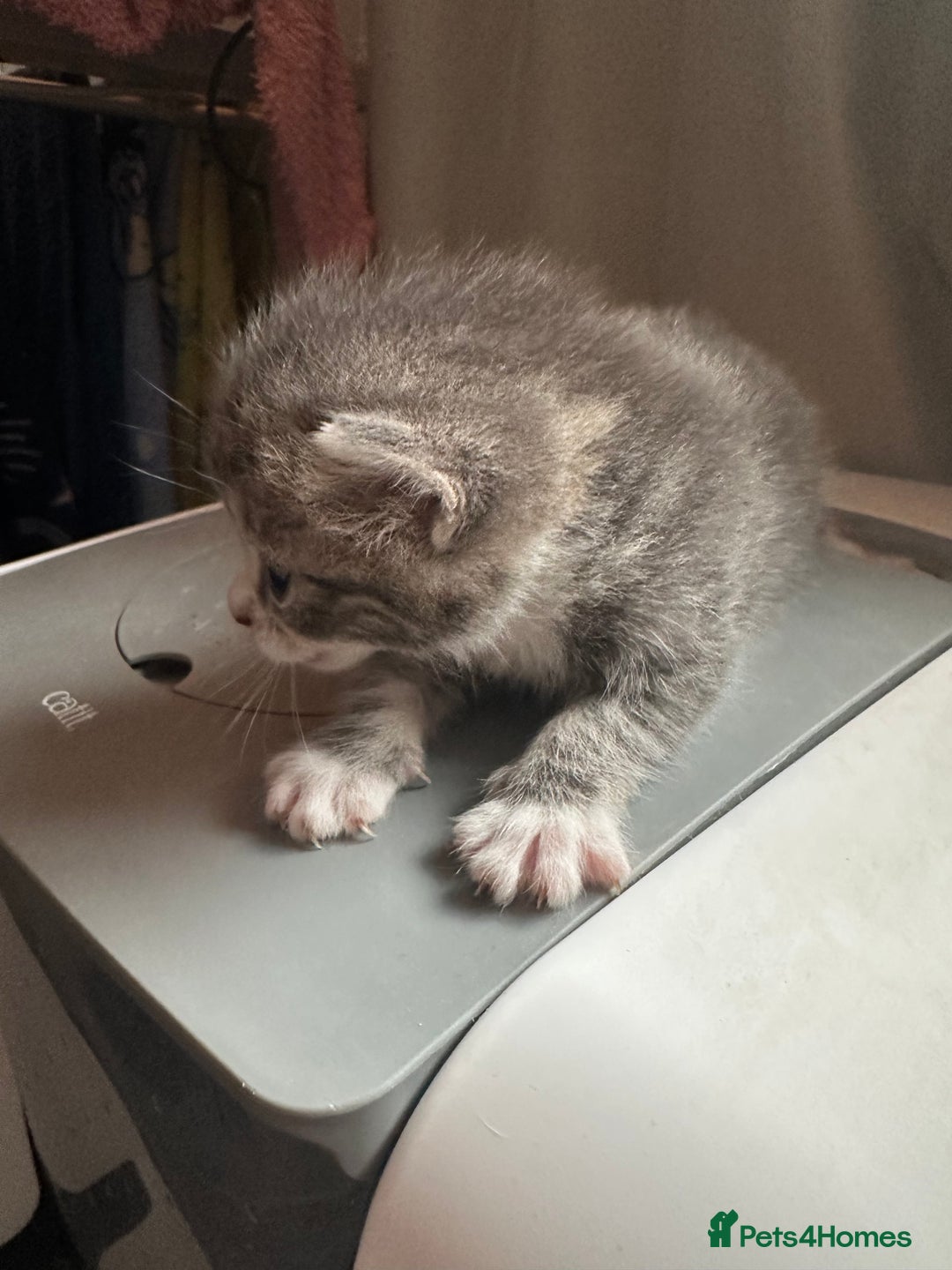 Mixed Breed cats for sale: 3 beautiful greys and a stunning cream kitten - Image 9