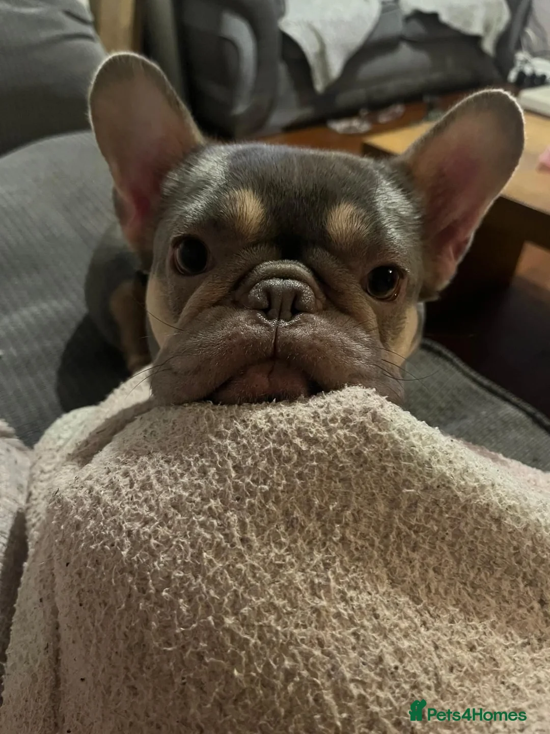 French Bulldog dogs for sale: French bull dog puppies - Advert 1