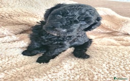 Labradoodle dogs for sale: Rare Roan Ebony Tiny/Mini Labradoodlese Puppies  - Image 34